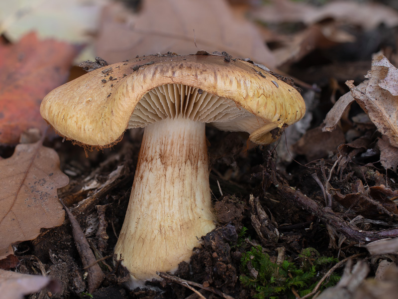 Cortinarius aurilicis